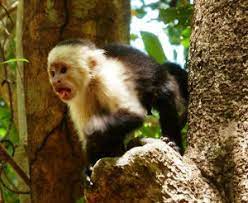 How To Be A Monkey
