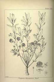 Image result for Eugenia natalitia