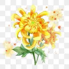 Yellow Chrysanthemum Watercolor Flower Little Dot Rendering Green Leaf Golden Yellow Daisy Watercolor Flower Dot Rendering Png Transparent Clipart Image And Chrysanthemum Watercolor Watercolor Flowers Yellow Chrysanthemum