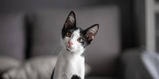 ‪How many kittens can cats have? | Agria Pet Insurance‬‏