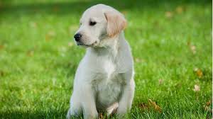 Labrador retrievers have proven their usefulness and versatility throughout the breed's history, easily shifting from fisherman's companion, to field retriever, to show dog, to modern working dog. Labrador And Golden Retriever Mix Breed Off 58 Www Usushimd Com