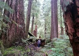 Hours may change under current circumstances Valley Of The Giants Is A Temperate Rainforest In Oregon Temperate Rainforest Rainforest Oregon