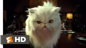 Both cats and dogs were originally brought into the human fold for practical reasons (cats to kill vermin, dogs to hunt and to herd). Cats Dogs 2 10 Movie Clip Mr Tinkles 2001 Hd Youtube