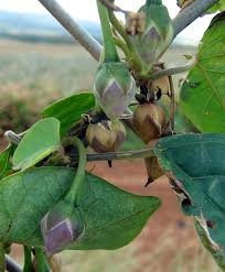 Image result for Landolphia eminiana