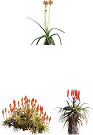 Image result for Aloe welwitschii