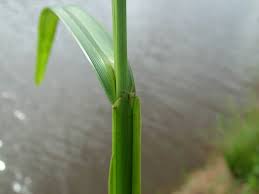 Image result for Scleria racemosa