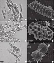 Image result for Tristicha trifaria