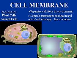 Plant cell and the environment. Cells N N The Smallest Organized Form Of