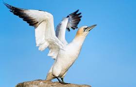 122 x 88 cm, coada 250 cm. Cea Mai SingurÄ PasÄre Din Lume A Murit Europa Fm