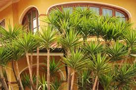 Image result for Yucca gigantea