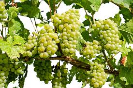 Anggur kuning is on facebook. Anggur Terpencil Putih Foto Gratis Di Pixabay