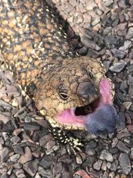 Shingle Back Lizard Or Stumpy Tailed Lizard In Ceduna South Australia Lizard Animals Reptiles