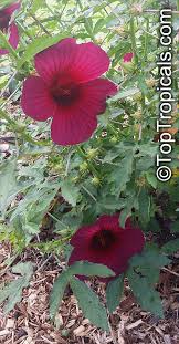 Image result for Hibiscus cannabinus
