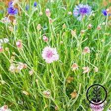As a rugged reseeding annual, bachelor's button will pop up year after year without needing much help from you. How To Grow Bachelor S Button Cornflower Gardener S Path