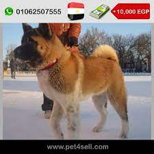 pin on dogs