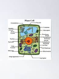 We did not find results for: Labeled Plant Cell Diagram Poster By Bundabear Redbubble