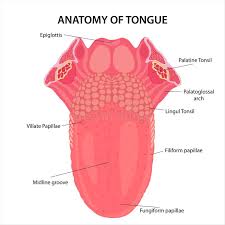 Image result for Filiform Papillae