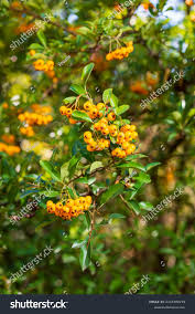 Image result for Pyracantha coccinea soleil d'or