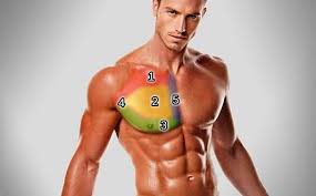 Travailler La Partie Superieure Des Pectoraux