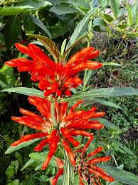 Image result for Erythrina zeyheri