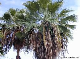La domiciliu, reproducerea palmier washingtonia transportă cu ușurință, nu se poate spune de floare sale. Palmier Du Mexique Washingtonia Robusta Planter Cultiver Multiplier