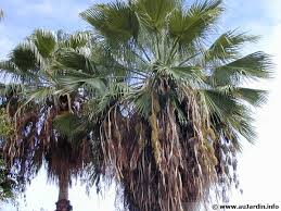 Vous habitez montpellier ou son agglomération et vous prévoyez de faire abattre vos palmiers par un professionnel. Palmier Du Mexique Washingtonia Robusta Planter Cultiver Multiplier
