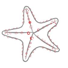 How To Draw A Starfish Seashell Drawing Starfish Stone Painting