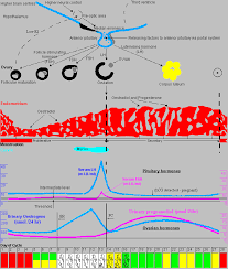 Ch27 Reproductive Hormones