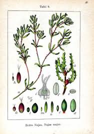 Image result for Najas marina