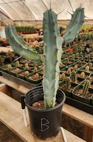 Image result for Myrtillocactus geometrizans