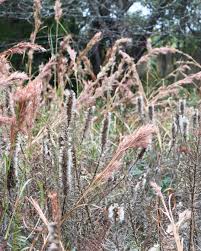 Image result for Phyllanthus macranthus