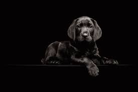 Free black background images, textures, gifs, animations, background images, web hosting note: Walkthrough Black Dog Black Background Mastering Portrait Photography