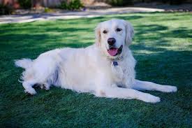 The puppy will come with the original notarized clearance documentation and i keep a copy for my records. Is The English Cream Golden Retriever The Better Goldie K9 Web