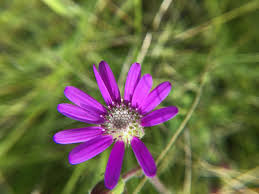 Image result for Senecio speciosus