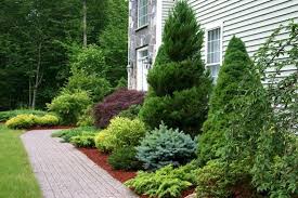 55 Best Ideas For Garden Plants With Low Maintenance 57 Evergreen Landscape Front Yard Landscape Shrubs Front Yard Front Yard Landscaping Design