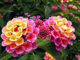 50 Lantana Camara Seeds Christine Shrub Verbenas Ham And Eggs Butterfly Garden Flowers Perennials Flower Pots Lantana