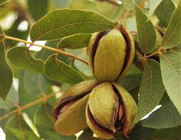 Yellow and black aphids feed on the leaves of pecan trees and deposit for further help in insect identification and management, contact your county. Popular Texas Pecan Varieties To Plant Royalty Pecan Farms