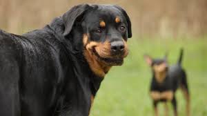 Say cheese rescue dog offers up smiles on command in sweet viral video. Dog Smiling And Dog Communication Why Do Dogs Smile Bechewy