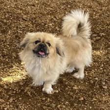 Recognizing the symptoms of intestinal blockages in dogs is important considering that blockages are a serious problem that may lead to death when left untreated. Beetlejuice Dog Ranch Rescue