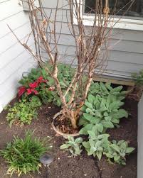 Check spelling or type a new query. Gardening Tips Mr Burger I Think My Crape Myrtle Is Dead How Can I Tell For Sure
