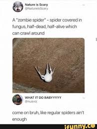 A Zombie Spider Spider Covered In Fungus Half Dead Half Ahve Whwch Can Crawl Around Come On Bruh Like Regular Spiders Am Enough Ifunny Funny Relatable Memes Stupid Memes Stupid