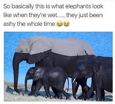 Ashy Elly Funny Animal Memes Funny Animals Funny Pictures