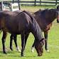 Equine Advocates Public Open Day