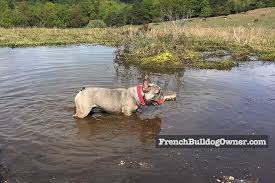 Buy the best and latest french bulldog swimming on banggood.com offer the quality french bulldog swimming on sale with worldwide free shipping. Can French Bulldogs Swim How To Teach Them Video