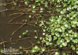Image result for Hydrocotyle