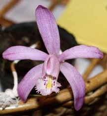 Image result for Polystachya campyloglossa