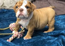 She is learning very fast and loves people. Fawn Chocolate English Bulldog Puppy For Sale