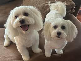 You don't get to vote Cruella Deville into office and then ask where the  puppies went.”😂🥇💙 @moseslaw75