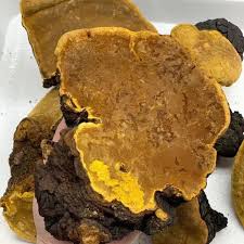 Image result for Phellinus igniarius