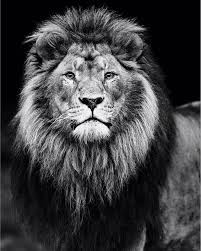 Epingle Par Slam Wetherspoon Sur Kingdom Citizen Photos De Lion Tatouage Tete De Lion Photos Animaux Sauvages